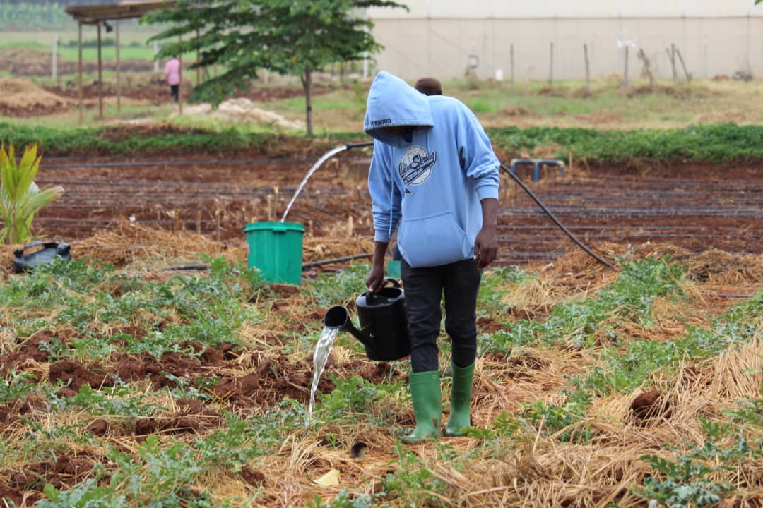 Practical Agriculture & Information Tech Image